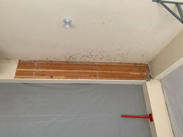 Mold Removal